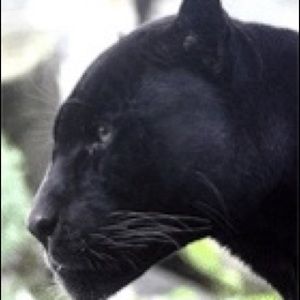 Meet your Posher, Alessandra